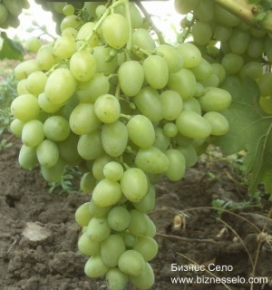 Лучшие сорта винограда для рынка 1