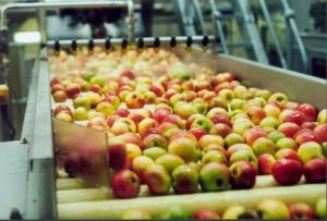 Бизнес-идея: переработка яблок