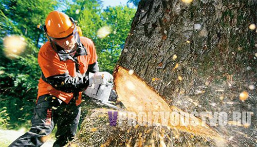 Бизнес план по заготовке древесины