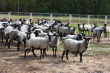 Бизнес план разведения овец 1