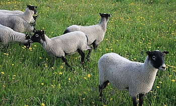 Бизнес план разведения овец 2