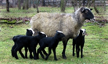 Бизнес план разведения овец 3