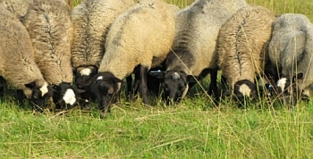 Бизнес план разведения овец 4