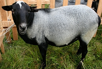 Выращивание овец как бизнес секреты и расчеты прибыльного дела 1