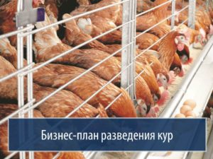 Бизнес на куриных яцах: бизнес план с расчетами отзывы