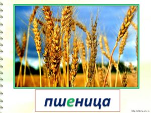 Бизнес план растениеводство пшеницы