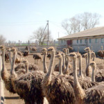 страусиная ферма